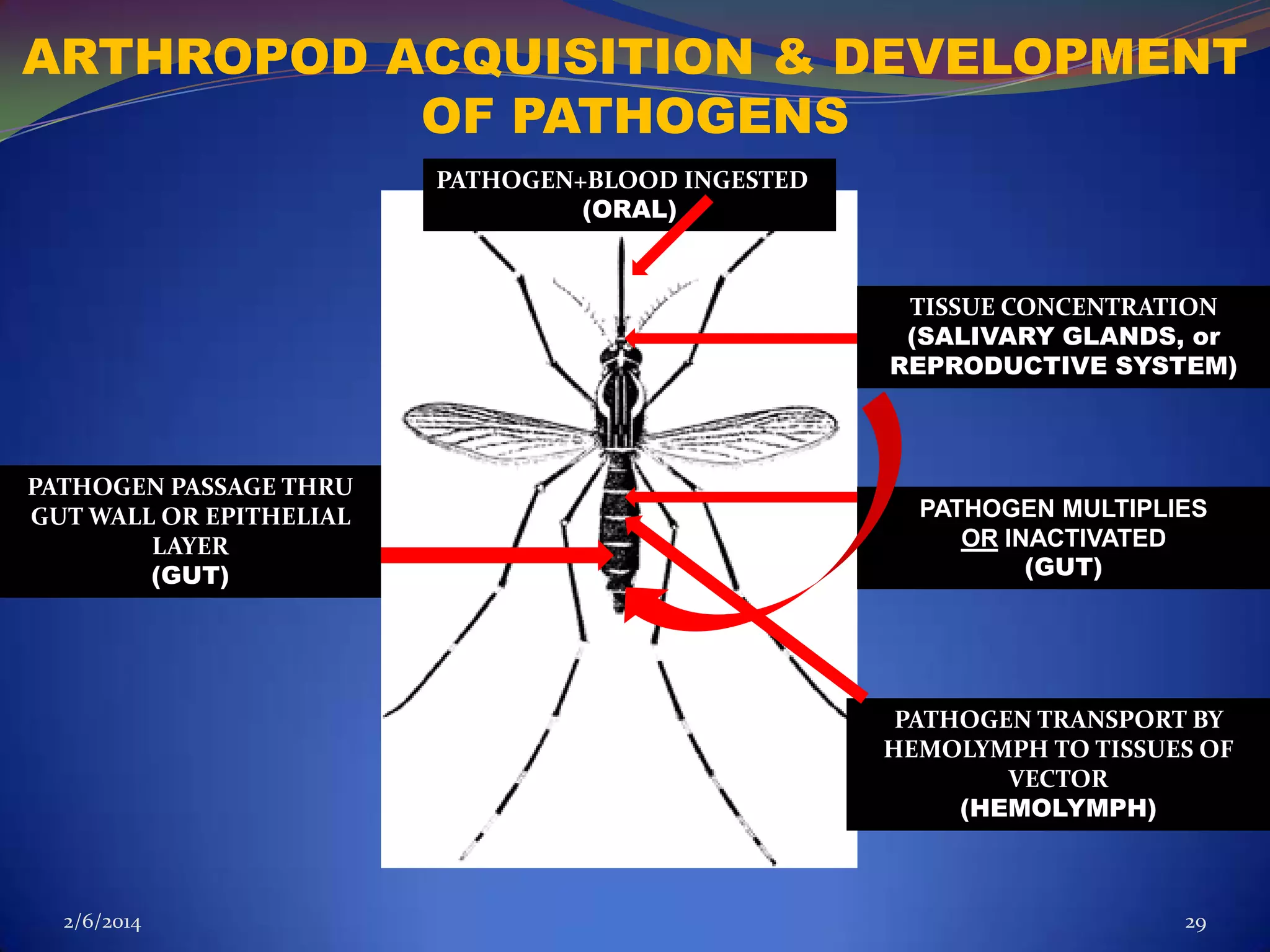 ARTHROPOD ACQUISITION & DEVELOPMENT
OF PATHOGENS
PATHOGEN+BLOOD INGESTED
(ORAL)

TISSUE CONCENTRATION
(SALIVARY GLANDS, or
REPRODUCTIVE SYSTEM)

PATHOGEN PASSAGE THRU
GUT WALL OR EPITHELIAL
LAYER
(GUT)

PATHOGEN MULTIPLIES
OR INACTIVATED
(GUT)

PATHOGEN TRANSPORT BY
HEMOLYMPH TO TISSUES OF
VECTOR
(HEMOLYMPH)

2/6/2014

29

 