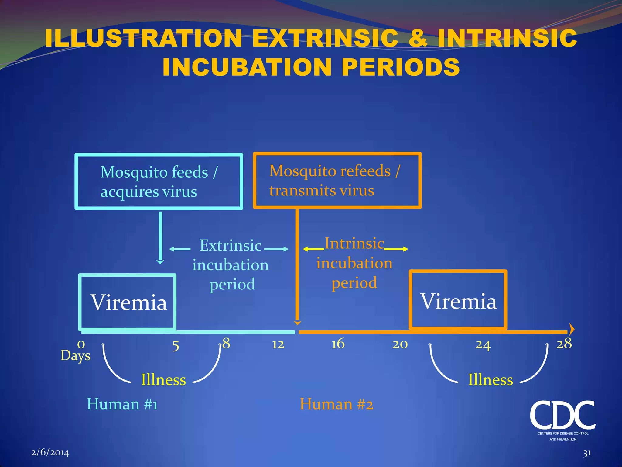ILLUSTRATION EXTRINSIC & INTRINSIC
INCUBATION PERIODS

Mosquito refeeds /
transmits virus

Mosquito feeds /
acquires virus

Viremia
0

Days

5

Illness
Human #1
2/6/2014

Intrinsic
incubation
period

Extrinsic
incubation
period

8

12

16

20

Viremia
24

28

Illness

Human #2
31

 
