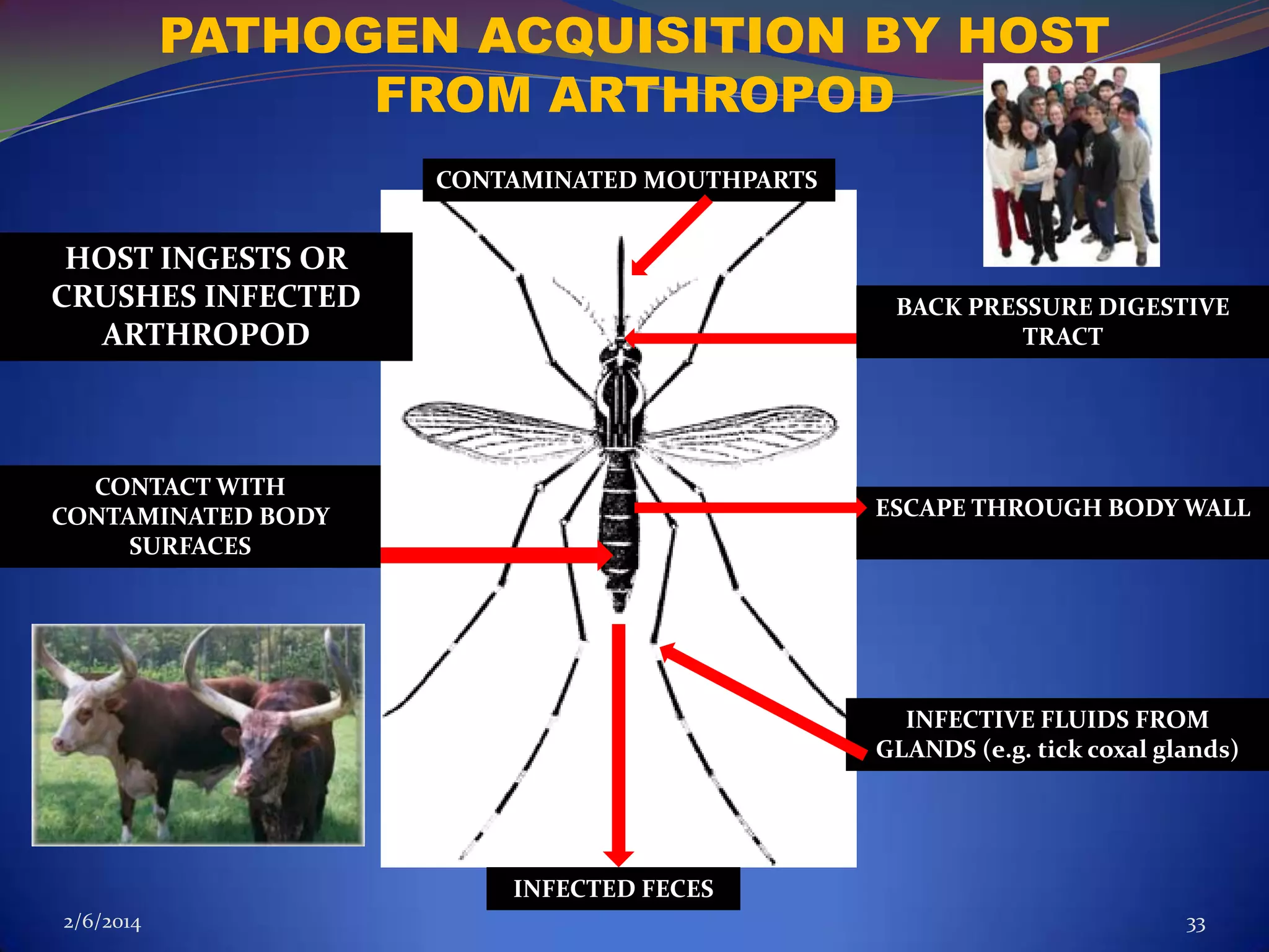 PATHOGEN ACQUISITION BY HOST
FROM ARTHROPOD
CONTAMINATED MOUTHPARTS

HOST INGESTS OR
CRUSHES INFECTED
ARTHROPOD

BACK PRESSURE DIGESTIVE
TRACT

CONTACT WITH
CONTAMINATED BODY
SURFACES

ESCAPE THROUGH BODY WALL

INFECTIVE FLUIDS FROM
GLANDS (e.g. tick coxal glands)

INFECTED FECES
2/6/2014

33

 