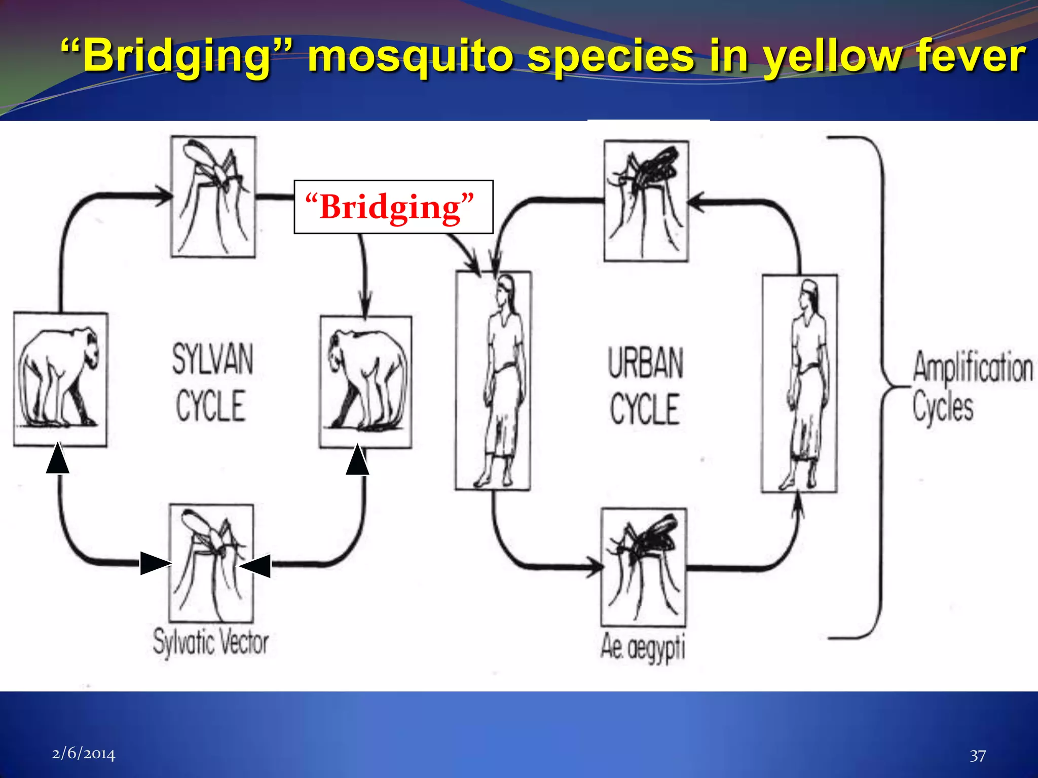 “Bridging” mosquito species in yellow fever
another infected mosquito species
transmits pathogen now to humans

“Bridging”

PRIMARY VECTOR

2/6/2014

37

 