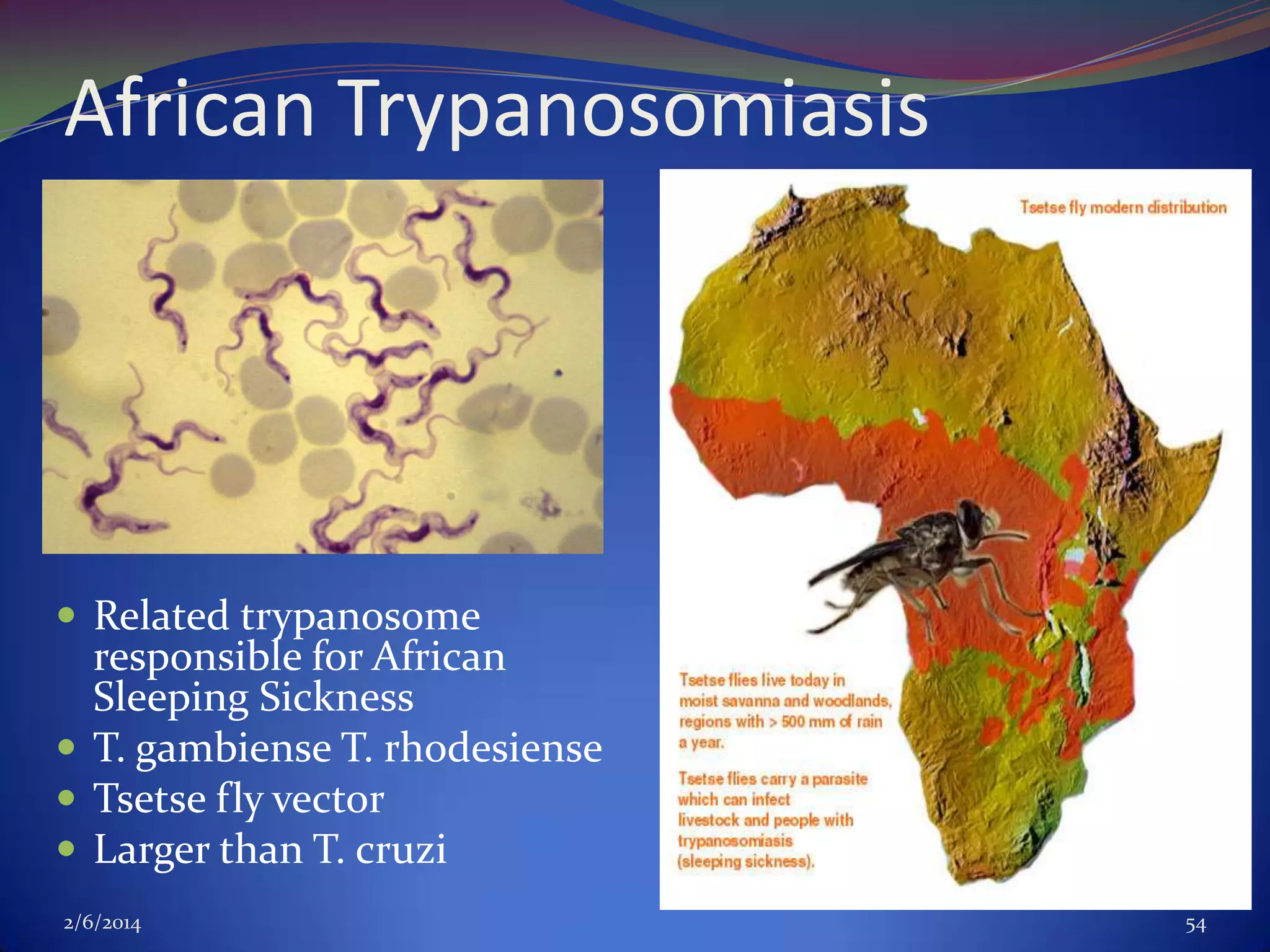 African Trypanosomiasis

 Related trypanosome

responsible for African
Sleeping Sickness
 T. gambiense T. rhodesiense
 Tsetse fly vector
 Larger than T. cruzi
2/6/2014

54

 