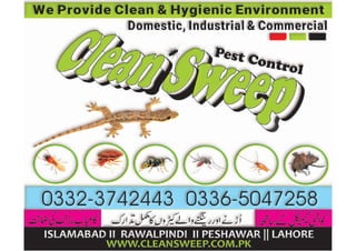 Wasp hive removal Rawalpindi
