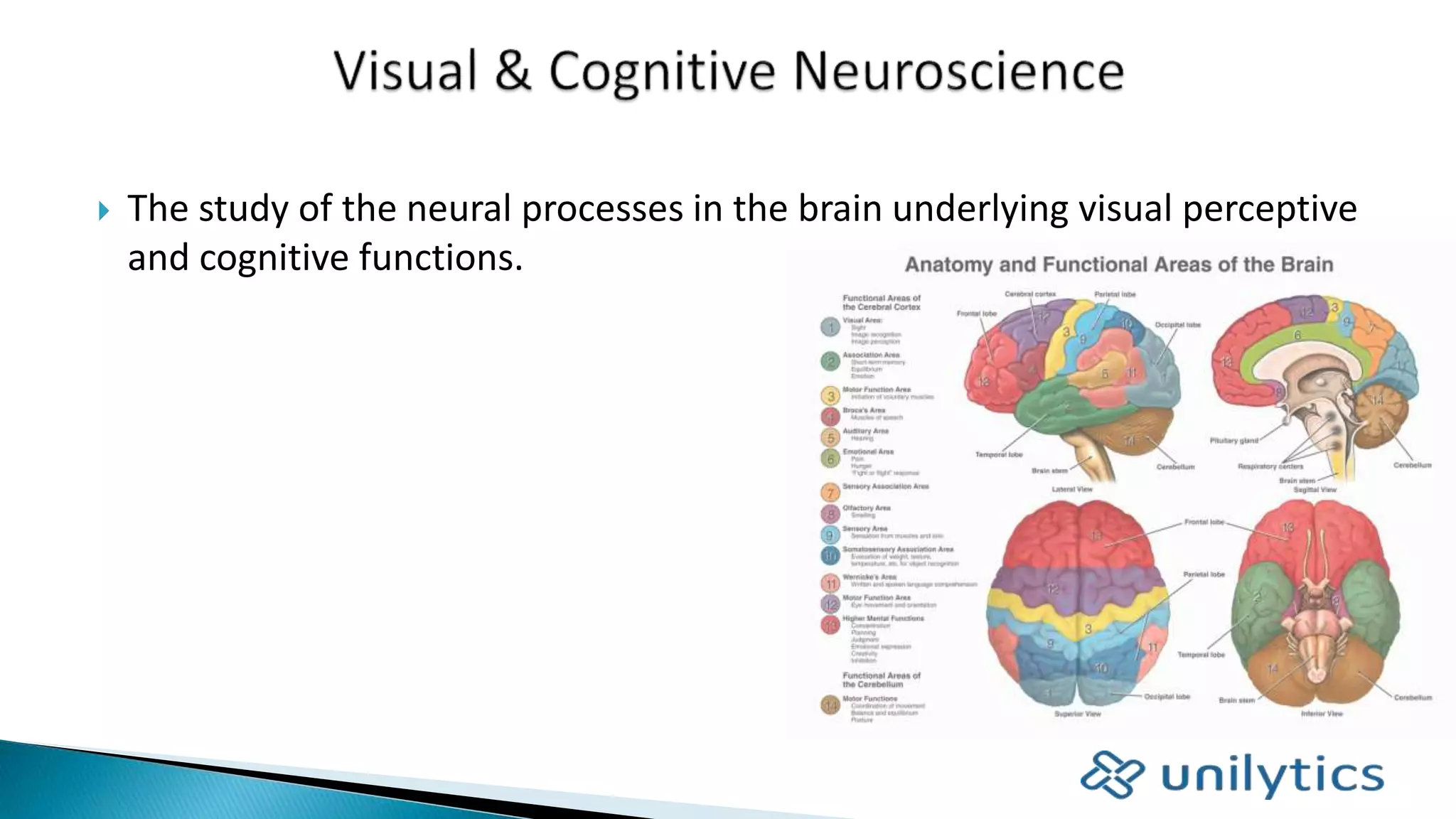  The study of the neural processes in the brain underlying visual perceptive
and cognitive functions.
 