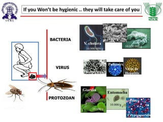 Entomoeba
Giardia
Cryptosporidium
10.000/g
10.000/g
10.000/g
Shigella
V. cholera
E. coli
10.000.000/g
10.000/g
10.000.000/g
Rotavirus
Poliovirus
Virus de
Hepatitis
BACTERIA
VIRUS
PROTOZOAN
If you Won’t be hygienic .. they will take care of you
 