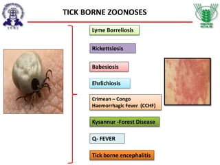 Lyme Borreliosis
Rickettsiosis
Babesiosis
Ehrlichiosis
Crimean – Congo
Haemorrhagic Fever (CCHF)
Kysannur -Forest Disease
TICK BORNE ZOONOSES
Tick borne encephalitis
Q- FEVER
 