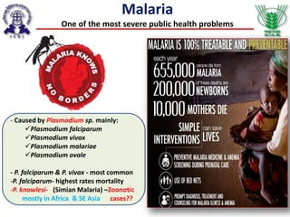 Malaria
One of the most severe public health problems
- Caused by Plasmodium sp. mainly:
Plasmodium falciparum
Plasmodium vivax
Plasmodium malariae
Plasmodium ovale
- P. falciparum & P. vivax - most common
-P. falciparum- highest rates mortality
-P. knowlesi- (Simian Malaria) –Zoonotic
mostly in Africa & SE Asia cases??
 
