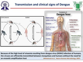 Because of the high level of viraemia resulting from dengue virus (DENV) infection of humans,
the viruses are efficiently transmitted between mosquitoes and humans without the need for
an enzootic amplification host (Whitehead et al., Nature Reviews Microbiology, 2007)
Transmission and clinical signs of Dengue
 