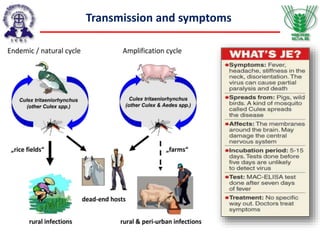 Transmission and symptoms
 