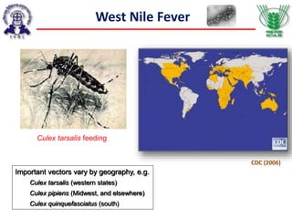 West Nile Fever
Important vectors vary by geography, e.g.
Culex tarsalis (western states)
Culex pipiens (Midwest, and elsewhere)
Culex quinquefasciatus (south)
Culex tarsalis feeding
CDC (2006)
 