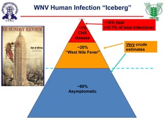 ~80%
Asymptomatic
~20%
“West Nile Fever”
<1%
CNS
disease
~10% fatal
(<0.1% of total infections)
WNV Human Infection “Iceberg”
Very crude
estimates
 