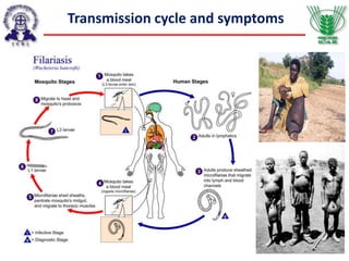 Transmission cycle and symptoms
 