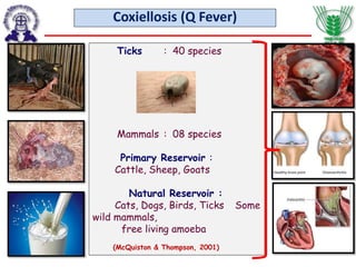 Coxiellosis (Q Fever)
Ticks : 40 species
Mammals : 08 species
Primary Reservoir :
Cattle, Sheep, Goats
Natural Reservoir :
Cats, Dogs, Birds, Ticks Some
wild mammals,
free living amoeba
(McQuiston & Thompson, 2001)
 