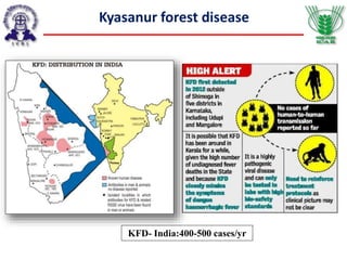 KFD- India:400-500 cases/yr
Kyasanur forest disease
 
