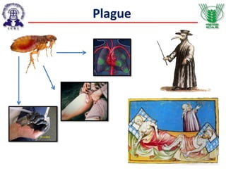 Plague
 