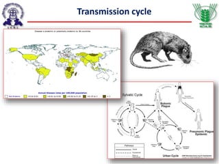 Transmission cycle
 