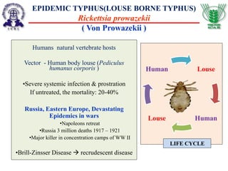 EPIDEMIC TYPHUS(LOUSE BORNE TYPHUS)
Rickettsia prowazekii
( Von Prowazekii )
Humans natural vertebrate hosts
Vector - Human body louse (Pediculus
humanus corporis )
•Severe systemic infection & prostration
If untreated, the mortality: 20-40%
Russia, Eastern Europe, Devastating
Epidemics in wars
•Napoleons retreat
•Russia 3 million deaths 1917 – 1921
•Major killer in concentration camps of WW II
•Brill-Zinsser Disease  recrudescent disease
Louse
HumanLouse
Human
LIFE CYCLE
 
