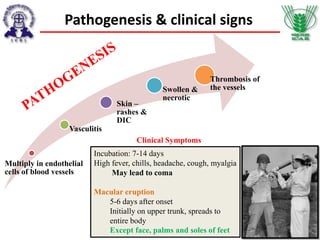 Multiply in endothelial
cells of blood vessels
Vasculitis
Skin –
rashes &
DIC
Swollen &
necrotic
Thrombosis of
the vessels
Incubation: 7-14 days
High fever, chills, headache, cough, myalgia
May lead to coma
Macular eruption
5-6 days after onset
Initially on upper trunk, spreads to
entire body
Except face, palms and soles of feet
Clinical Symptoms
Pathogenesis & clinical signs
 