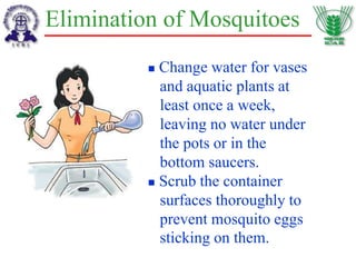 Elimination of Mosquitoes
 Change water for vases
and aquatic plants at
least once a week,
leaving no water under
the pots or in the
bottom saucers.
 Scrub the container
surfaces thoroughly to
prevent mosquito eggs
sticking on them.
 