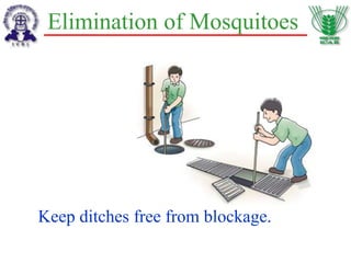 Elimination of Mosquitoes
Keep ditches free from blockage.
 