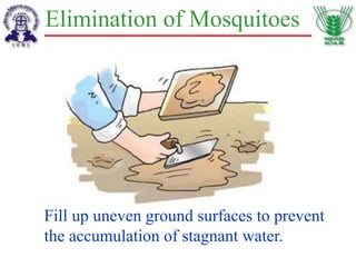 Elimination of Mosquitoes
Fill up uneven ground surfaces to prevent
the accumulation of stagnant water.
 