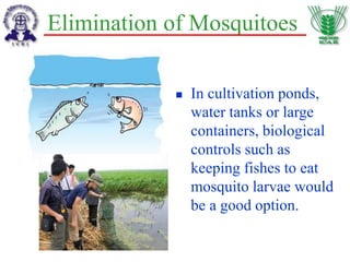 Elimination of Mosquitoes
 In cultivation ponds,
water tanks or large
containers, biological
controls such as
keeping fishes to eat
mosquito larvae would
be a good option.
 