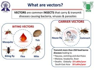 VECTORS are common INSECTS that carry & transmit
diseases causing bacteria, viruses & parasites
What are vectors?
BITING VECTORS
Tick
Mite
Mosquito
Biting fly Flea
CARRIER VECTORS
CockroachHouse fly
Transmit more than 250 food borne
diseases leading to
• Nausea, vomiting and diarrhoea
• Malaise, headache, fever
• Deaths: Globally- 19 Lakhs/year
South-East Asia- 10 Lakhs/year
 
