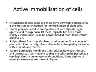Active immobilisation of cells
• Entrapment of cells in gel or behind semi-permeable membranes
is the most popular method for immobilization of plant cells.
• Some polymers used to entrap plant cells are alginate, agar,
agarose and carrageenan. Of these, alginate has been most
widely used because it can be polymerized at room temperature
using Ca 2+.
• Polyurethane foam has also been used to immobilize a range of
plant cells. Alternatively, plant cells can be entrapped by inclusion
within membrane reactors.
• A semi-permeable membrane is introduced between the cells
and the recirculating medium so that the cells can be packed at a
very high density under very mild conditions. Some designs of
membrane reactors are shown in Figure.
 