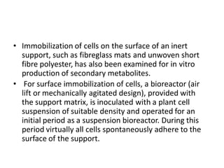 • Immobilization of cells on the surface of an inert
support, such as fibreglass mats and unwoven short
fibre polyester, has also been examined for in vitro
production of secondary metabolites.
• For surface immobilization of cells, a bioreactor (air
lift or mechanically agitated design), provided with
the support matrix, is inoculated with a plant cell
suspension of suitable density and operated for an
initial period as a suspension bioreactor. During this
period virtually all cells spontaneously adhere to the
surface of the support.
 
