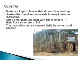 Goat value chains in Yabelo district of Borana zone, Ethiopia: Results of a rapid value chain assessment 