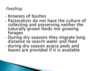 Goat value chains in Yabelo district of Borana zone, Ethiopia: Results of a rapid value chain assessment 