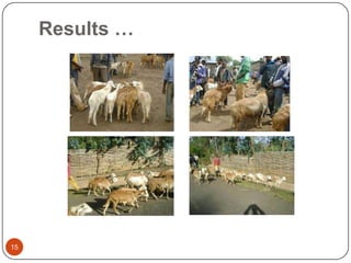 Sheep value chain development in Doyogena District of SNNPR, Ethiopia: Results of a rapid value chain assessment
