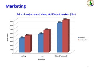 Sheep value chains in Menz Gera district, North Shewa Zone, Ethiopia: Results of a rapid value chain assessment