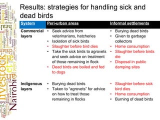 Results: strategies for handling sick and
dead birds
System Peri-urban areas Informal settlements
Commercial
layers
• Seek advice from
veterinarians, hatcheries
• Isolation of sick birds
• Slaughter before bird dies
• Take the sick birds to agrovets
and seek advice on treatment
of those remaining in flock
• Dead birds are boiled and fed
to dogs
• Burying dead birds
• Given to garbage
collectors
• Home consumption
• Slaughter before birds
die
• Disposal in public
damping sites
Indigenous
layers
• Burying dead birds
• Taken to “agrovets” for advice
on how to treat those
remaining in flocks
• Slaughter before sick
bird dies
• Home consumption
• Burning of dead birds
 