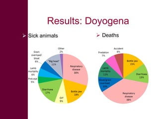 Safe Food, Fair Food: Summary of findings within sheep value chains in the Ethiopian Highlands