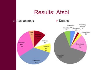 Safe Food, Fair Food: Summary of findings within sheep value chains in the Atsbi and Abergelle districts of the Ethiopian Highlands