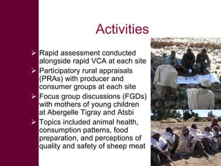 Safe Food, Fair Food: Summary of findings within sheep value chains in the Atsbi and Abergelle districts of the Ethiopian Highlands