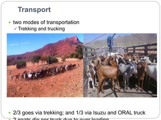 Waq-Abergelle Goat Value Chain Analysis: The case of Abergelle Woreda, Amhara Region, Ethiopia