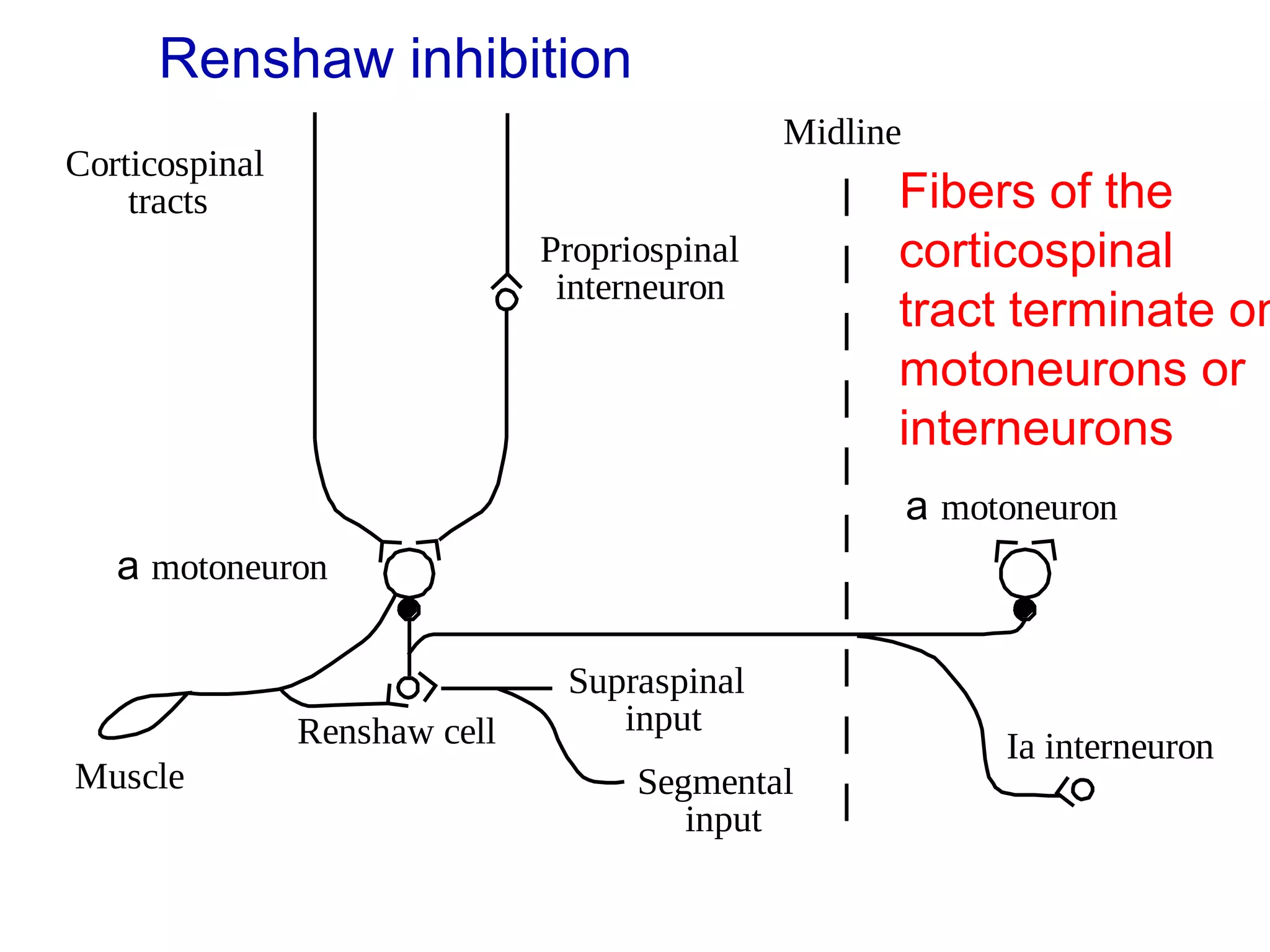 Anatomy and Physiology of Motor disorder | PPT