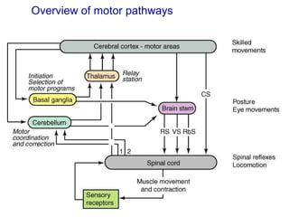 Anatomy and Physiology of Motor disorder | PPT