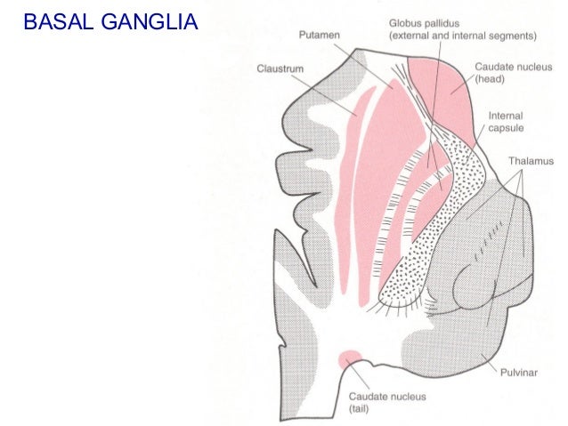 Anatomy and Physiology of Motor disorder