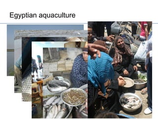 Egypt Aquaculture Value Chain Component Situation Report 2012