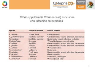 1
Vibrio spp (Familia Vibrionaceae) asociados
con infección en humanos
 