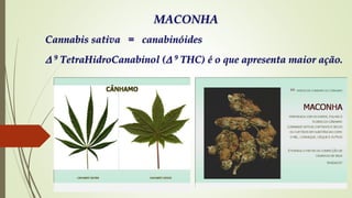 MACONHA
Cannabis sativa = canabinóides
 9 TetraHidroCanabinol ( 9 THC) é o que apresenta maior ação.
 