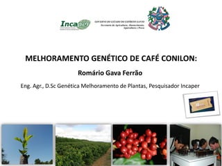 Cultivares de cafés Conilon e Robusta. - Portal Embrapa