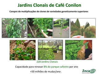 50 Sementes De Café Conilon