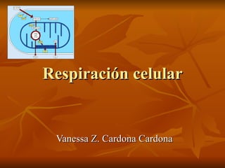 Respiración celular


 Vanessa Z. Cardona Cardona
 