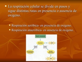    La respiración celular se divide en pasos y
    sigue distintas rutas en presencia o ausencia de
    oxigeno.

       Respiración aeróbica- en presencia de oxigeno.
       Respiración anaeróbica- en ausencia de oxigeno.
 