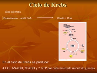 Ciclo de Krebs
 Ciclo de Krebs

Oxaloacetato + acetil CoA            Citrato + CoA




En el ciclo de Krebs se produce:
4 CO2, 6NADH, 2FADH y 2 ATP por cada molecula inicial de glucosa
 