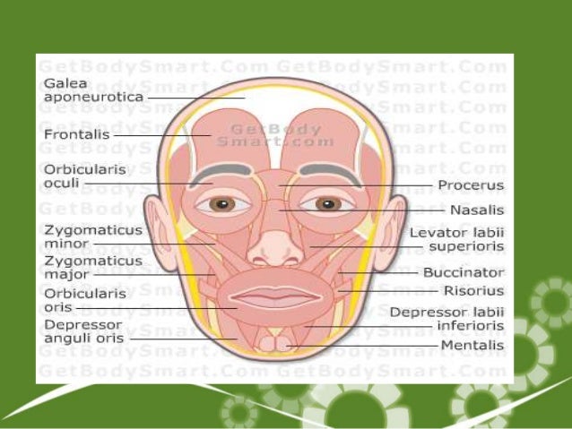 VC Lesson2 Muscular System