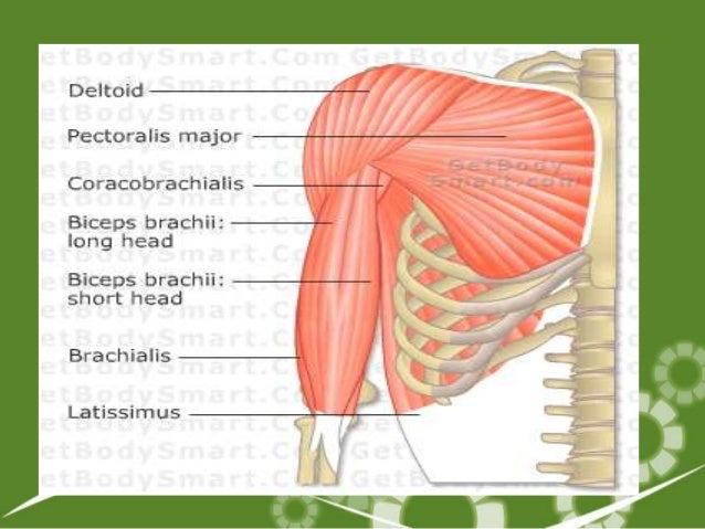 VC Lesson2 Muscular System
